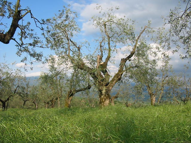 cropped-cropped-109-0977_img1